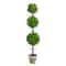 3ft. Potted Eucalyptus Triple Ball Topiary Tree